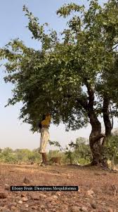 Image result for Diospyros mespiliformis