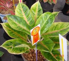 Aglonema