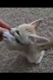 We did not find results for: This Adorable Baby Fennec Fox Is Learning How To Sit On Command