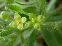 Image result for Galium stenophyllum