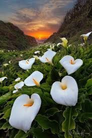 Maybe you would like to learn more about one of these? Paradise Cove Calla Lily Beautiful Nature Beautiful Flowers