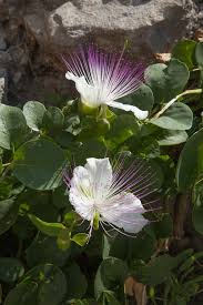 Image result for Capparis