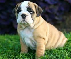 The original use of this breed was bull. Bull Pug Pug English Bulldog Mix Info Temperament Puppies Pictures