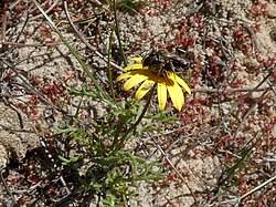 Image result for Ursinia montana