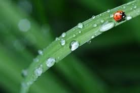 Maybe you would like to learn more about one of these? Daun Sejajar Kependidikan Com