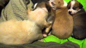 This mixed breed has an exceptional trait combined with their distinguishable looks. Chihuahua Pitbull Mix Youtube