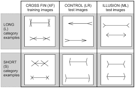 This experiment serves two purposes. Plos One The Muller Lyer Illusion In A Computational Model Of Biological Object Recognition