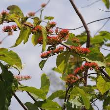Image result for Combretum paniculatum