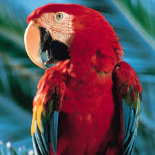 parrotको लागि तस्बिर परिणाम