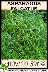 Image result for Asparagus falcatus