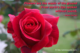 Flowers always make people better, happier, and more helpful; Red Flower Quotes Quotesgram