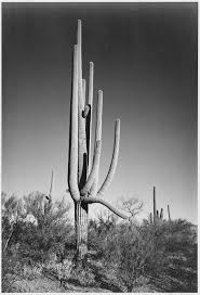 The saguaro cactus is a very unusual looking tree of the desert. File Full View Of Cactus And Surrounding Shrubs In Saguaro National Monument Arizona Vertical Orientation 1933 1942 Nara 519972 Jpg Wikimedia Commons