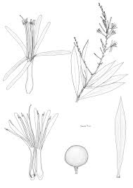 Image result for Vepris reflexa