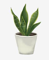 Green Leaves E Flower Pot Beautiful Potted Plant Hand Drawn Potted Illustration Plant Clipart Cartoon Illustration Tigertail Orchid Png Transparent Clipart I Plants Plant Painting Plant Art