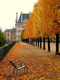 Pleached Hedge Paris In Autumn Paris Paris France