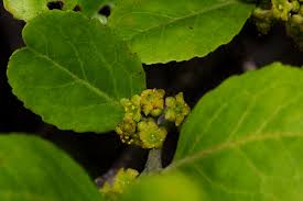 Image result for Mystroxylon