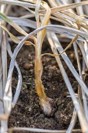 | meaning, pronunciation, translations and examples How To Plant And Grow Shallots Gardener S Path