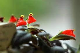 Гипоцирта — поцелуй лета: преимущества и правила приготовления