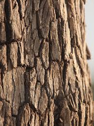 Image result for Combretum imberbe