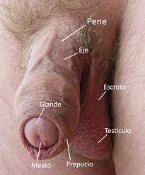 File:Labelled flaccid penis es.jpg 