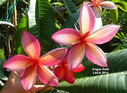 Angus Gold But Not Positively Id D Yet Bloom Plumeria Arboretum
