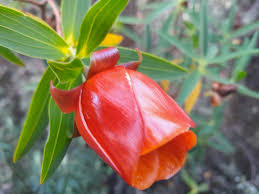 Image result for Streptocarpus montis-bingae