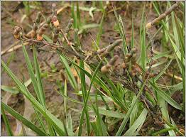 Image result for Sarcocornia perennis