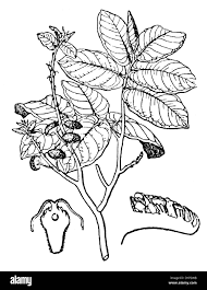 Image result for Antiaris toxicaria