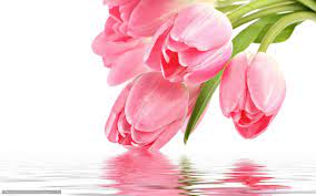 Dacă intenţionaţi să utilizaţi o imagine să găsiţi aici pentru uz comercial, vă rugăm să fiţi conştienţi de faptul că nici un model release a fost obţinută şi imagini featuring a produselor sau a proprietăţii ar trebui folosite cu grijă. Descarca Imagini De Fundal Flori Roz Lalea Lalele Roz Imagini De Fundal Gratuite Pentru Rezoluia Deskto Tulip Flower Pictures Flower Pictures Tulips Flowers