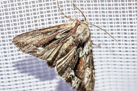 Image result for Hyppa rectilinea