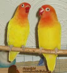 Yellow Lutino Fischer Lovebirds Love Birds Bird Pictures Bird