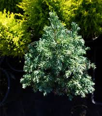 Check spelling or type a new query. Chamaecyparis Pisifera Baby Blue Ice Dwarf Silver Sawara Cypress For Sale