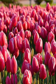 How To Plant Grow And Care For Tulips Plant Grow Care Tulips Planting Tulips Growing Tulips Fall Bulb Planting