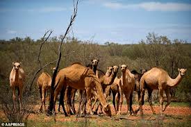 Úc bắn hạ hơn 5.000 con lạc đà để bảo tồn nguồn nước và thực phẩm trong hạn  hán