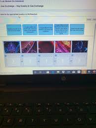 Solved Lab Module Six Homework Gas Exchange Key Event