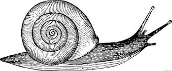 Use this lesson in your classroom, homeschooling curriculum or just as a fun kids activity that you as a parent can do with your child. Black And White Snail Coloring Pages Snail2 Printable Coloring4free Coloring4free Com