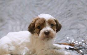 Check spelling or type a new query. Havanese Puppies For Sale In West Palm Beach Florida Classified Americanlisted Com