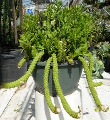 Image result for Monadenium rugosum