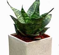 Dwarf Snake Plant (Sansevieria Hahnii) in 4" Pot