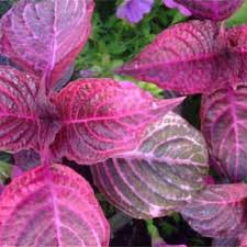 Image result for Iresine lindenii