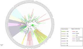 2019 novel coronavirus, wuhan seafood market pneumonia virus) — оболочечный одноцепочный. Multiple Early Introductions Of Sars Cov 2 Into A Global Travel Hub In The Middle East Scientific Reports