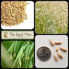 Image result for Avena sativa