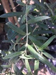 Image result for Buddleja saligna
