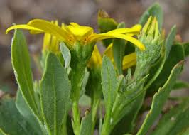 Image result for Chrysanthemoides monilifera