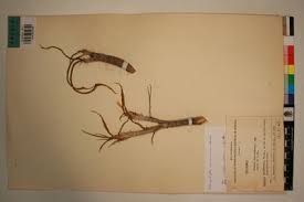 Image result for Xerophyta squarrosa