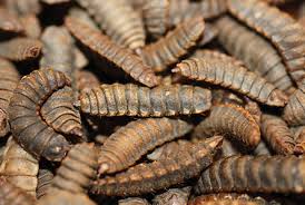 (back to top) unlike the common housefly, hermetia illucens is not considered a pest as it is not attracted the black soldier fly, hermetia illucens, as a manure management/resource recovery tool. A Soldier In The Fight Mafes Discovers