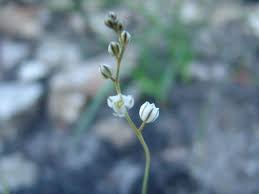 Image result for Eriospermum roseum