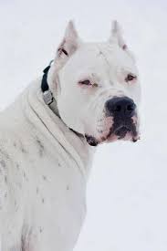 Dogo Argentino Bekci Kopegi Kopek Turleri Kopek