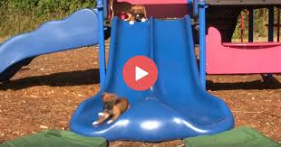 Find the perfect puppy slide stock photo. Puppies Love Slides Just As Much As Kids Do Healthypets Blog