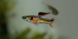 A short video comparing endler guppies and common guppies, on a basis of deciding which species is best for you.thank you so much for watching!facebook. Endler Guppy Idealbesetzung Fur Den Miniteich Haltung Und Pflege